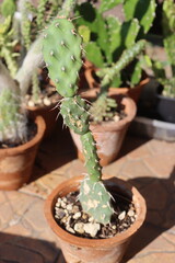 kaktus Opuntia sulphurea opuncja