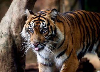 Close up of Sumatran Tiger (Panthera tigris altaica)