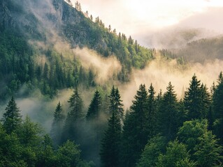 fog in the mountains