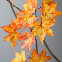 Fototapeta premium Autumn colored maple leaves, changing colors, twigs, orange and yellow leaves. Beautiful autumn scenery. The Japanese maple and its reddish orange leaves symbolize “Aki”, autumn in Japanese.