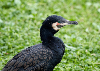 Great cormorant (Phalacrocorax carbo) in nature