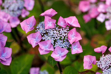 Pink lacecap Hydrangea macrophylla flower in summer garden