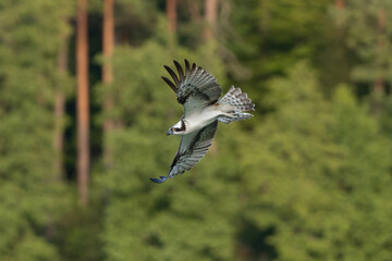 Osprey - Pandion haliaetus also called sea hawk, river hawk, and fish hawk with spred wings in...