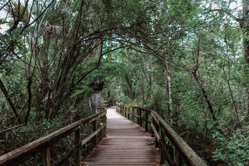 Everglades walk