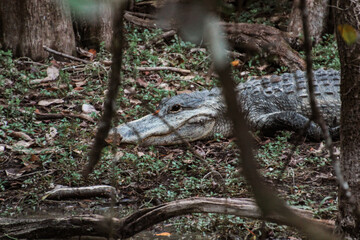 Everglades Crocodile