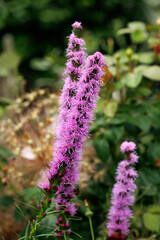 The dense blazing star or prairie feather (Liatris spicata) flowers in summer garden