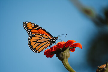 Monarch Butterfly Feeding on Red Flower Under Blue Sky