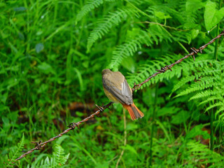 phoenicurus ochruros black redstart bird photo