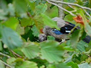 jay garrulus glandarius bird on tree branch