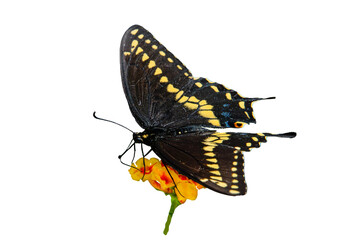 Black Swallowtail (Papilio polyxenes) Butterfly Photo, Feeding on Lantana Blooms, Over a Transparent PNG Background