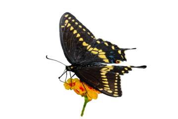 Black Swallowtail (Papilio polyxenes) Butterfly Photo, Feeding on Lantana Blooms, Over a Transparent PNG Background