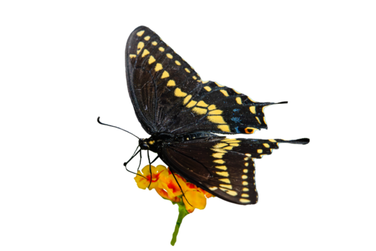 Black Swallowtail (Papilio polyxenes) Butterfly Photo, Feeding on Lantana Blooms, Over a Transparent PNG Background