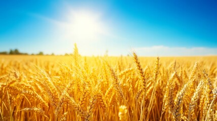 Naklejka premium Golden wheat fields under a bright sun, endless horizon,