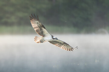 Obraz premium Osprey - Pandion haliaetus also called sea hawk, river hawk, and fish hawk with spred wings in flight with over foggy lake with trees in background. Photo from nearby Mragowo in Mazuria in Poland.