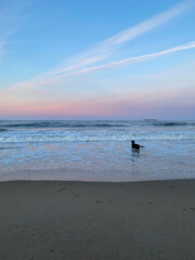 Black labrador retriever dog standing in a wave on the beach during sunset