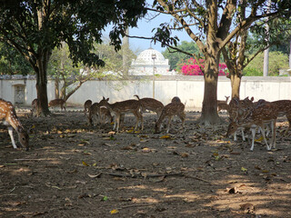 spotted deer stand alert in a dry, leafy clearing weathered wall behind them
