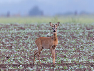 Roe deer on the field , looking at camera, side view, early morning