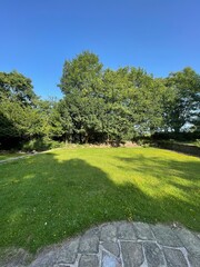 trees in the park
