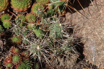 kaktus opuncja Opuntia x columbiana cv. roter Neutrieb