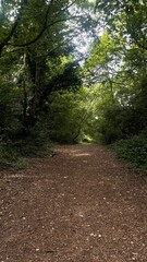 path in the woods