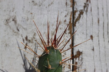 kaktus opuncja Opuntia x columbiana cv. roter Neutrieb