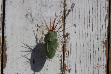 kaktus opuncja Opuntia x columbiana cv. roter Neutrieb