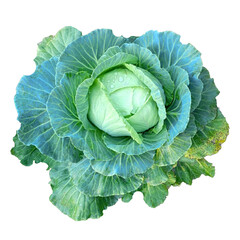 Head of white cabbage with drops of dew - color photo isolate for design