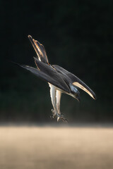 Fototapeta premium Osprey - Pandion haliaetus also called sea hawk, river hawk, and fish hawk in diving flight with spread wings at dark background. Photo from nearby Mragowo in Mazuria in Poland. Vertical,