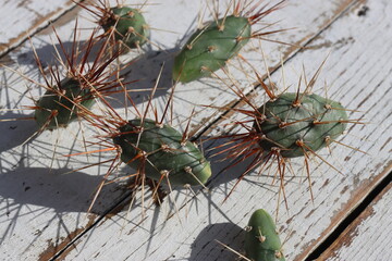 kaktus opuncja Opuntia x columbiana cv. roter Neutrieb