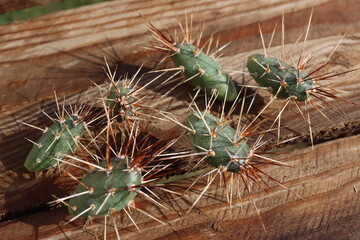 kaktus opuncja Opuntia x columbiana cv. roter Neutrieb