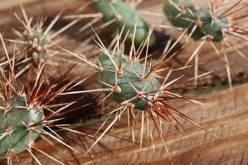 kaktus opuncja Opuntia x columbiana cv. roter Neutrieb
