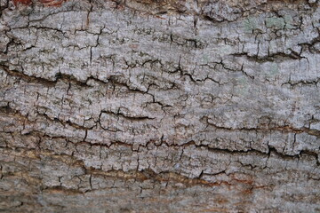 Bark