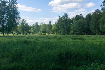 summer meadow with tall grass in evening light