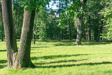 view of landscap park with lawn and old trees © Evgeny