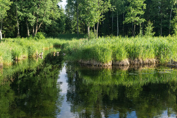 natural summer landscape with a quiet swampy river