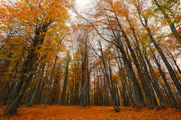 Image of colorful leaves falling down from tree branches in autumn. (Yedigöller). Yedigoller National Park, Bolu, Istanbul. Turkey.