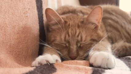 A cozy scene of a cat sleeping on a blanket, peaceful and playful