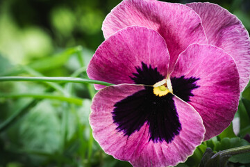 Naklejka premium Macro, close-up of a purple pansy in the garden.