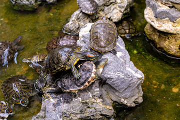 A group of Chinese stripe-necked turtles and red-eared slider turtles basking in a pond, showcasing...