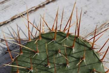 kaktus opuncja Opuntia humifusa NEW JERSEY sadzonka
