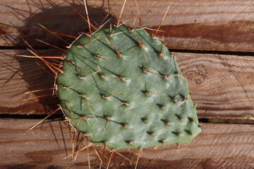 kaktus opuncja Opuntia humifusa NEW JERSEY sadzonka