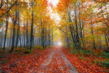 Image of colorful leaves falling down from tree branches in autumn. (Yedigöller). Yedigoller National Park, Bolu, Istanbul. Turkey.