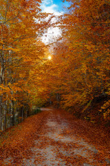 Image of colorful leaves falling down from tree branches in autumn. (Yedigöller). Yedigoller National Park, Bolu, Istanbul. Turkey.