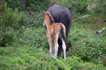 Foal Standing Next to Mare in a Lush Forest Clearing
