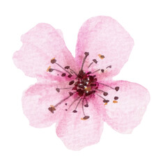 Watercolor light pink cherry flower isolated illustration, Sakura floral wedding element