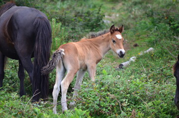 Foal with White Marking Standing Next to Mare in Forest
