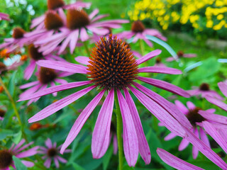 The large flower Echinacea purpurea is a popular garden ornamental plant.