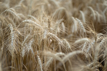 Spikelets of ripe wheat growing in agricultural field. Natural eco organic product. Good harvest. A golden field of wheat in season, ready for harvest.
