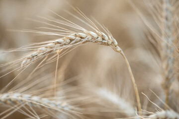 Golden barley field in the season ready to harvest