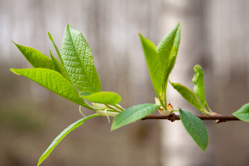 First buds on trees in early spring on a blurred background. Fresh green foliage. Nature wakes up. first leaves on branches. Kidney trees disclosed. concept of warming, spring, environment